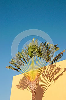 A colorful fan palm