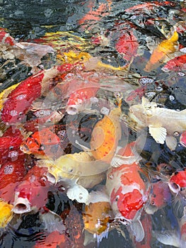 Colorful of Fancy carp competing for food