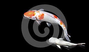 Colorful fancy carp fish color variations natural organic , Japan koi fish in pond. Japan Traditional Art Background nature