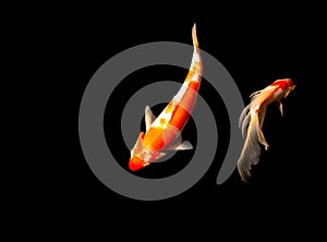 Colorful fancy carp fish color variations natural organic , Japan koi fish in pond. Japan Traditional Art Background nature