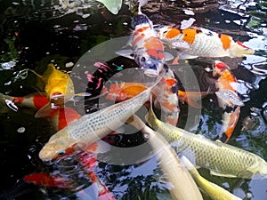 Colorful of fancy carp fish japanese swimming in the pond