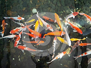Colorful fancy carp fish, koi fish, Fish Japanese swimming Cyprinus carpio beautiful color variations natural organic
