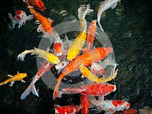 Colorful fancy carp fish, koi fish, Fish Japanese swimming Cyprinus carpio beautiful color variations natural organic