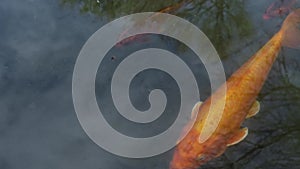 Colorful fancy carps or koi fishes swimming in a pond in a Japanese garden in Belgrade, Serbia. The Botanical Garden in