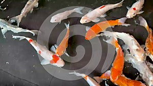 Colorful fancy carps or koi fishes swimming in a pond in a Japanese garden, Nishikigoi