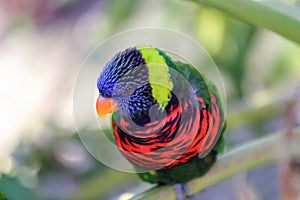 colorful feather of Green Nape Lorikeet