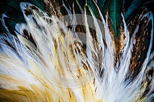 Colorful feather group of some bird