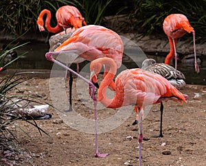 Colorful feathered body standing on 1 leg, head a neck hidden is behind a pink flamingo standing on 1 leg, some young gray flaming