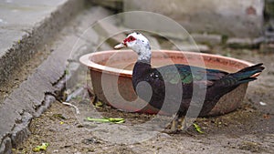A colorful feathered duck is in front of the food bowl.