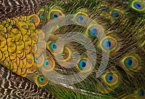 Colorful feathered tail of a male peacock as background