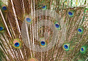 Colorful feathered tail of a male peacock as background