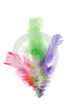 Colorful feathers