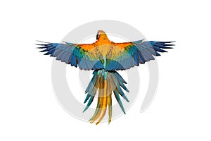 Colorful feathers on the back of Camelot macaw isolated on white background.