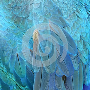 Colorful feathers, feature as background texture. photo