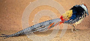 Colorful feathers and a long tail in a pheasant