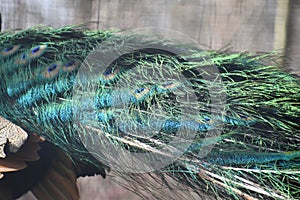 Colorful feathers of a peacock - can be used as a background