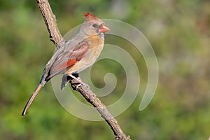 Colorful female cardinal Cardinalis