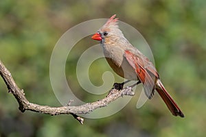 Colorful female cardinal Cardinalis cardinalis