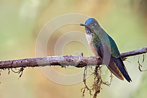 Colorful female of hummingbird resting on a dry branch