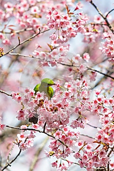 A colorful female Orange-bellied Leafbird feed on wild himalayan cherry flower