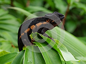 Colorful female panther chameleon Furcifer pardalis