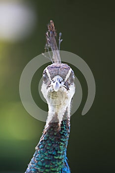 Colorful Female Peacock.