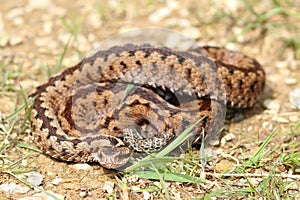 Colorful female Vipera berus