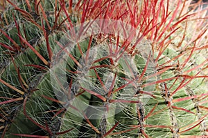 Colorful Ferocactus Pilosus in the garden in Elche