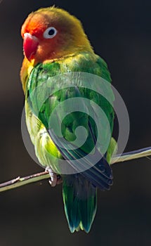 Colorful Fichers lovebird from Tanzania, Africa