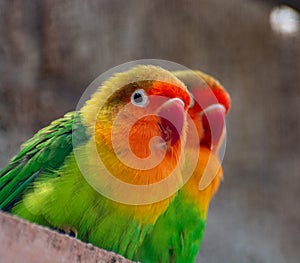 Colorful Fichers lovebirds from Tanzania, Africa