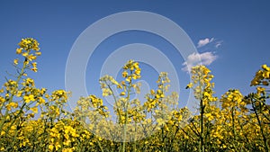 Colorful field of blooming rapes