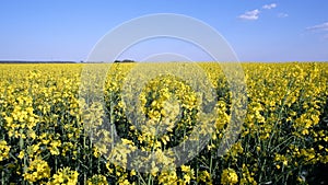 Colorful field of blooming rapes