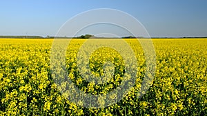 Colorful field of blooming rapes