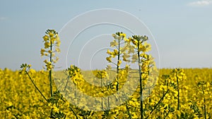 Colorful field of blooming rapes