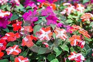 Colorful field of Busy Lizzie, scientific name Impatiens walleriana flowers also called Balsam, flowerbed of blossoms. Impatiens photo