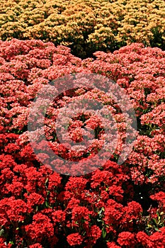 Colorful field of flowers