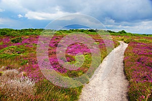 Colorful field landscape