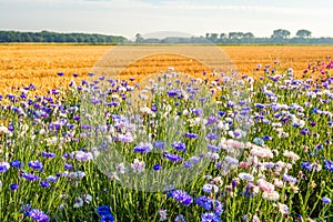 Colorful field margin on the edge of a stubble field