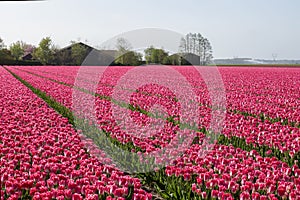 A colorful field of pink Dutch tulips.