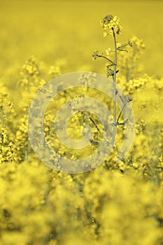 A colorful field of rapeseed