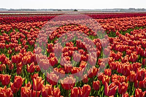 A colorful field of red Dutch tulips.