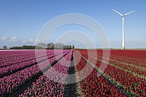 A colorful field of red and pink Dutch tulips.