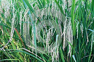 colorful of field rice in thailand