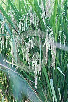 colorful of field rice in thailand