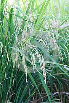 colorful of field rice in thailand