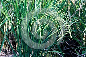 colorful of field rice in thailand