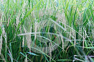 colorful of field rice in thailand