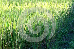 colorful of field rice in thailand