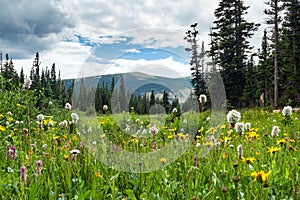 Colorful field of spring wildflowers in Colorado Mountain landscape