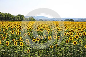 Colorful Field of Sunflowers, Tuscany, Italy